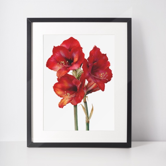 Watercolor Red Amaryllis Flower Bouquet Wall Art Print Poster, Unframed - Picture 3 of 5